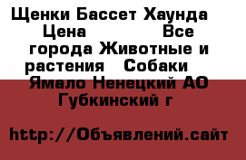 Щенки Бассет Хаунда  › Цена ­ 25 000 - Все города Животные и растения » Собаки   . Ямало-Ненецкий АО,Губкинский г.